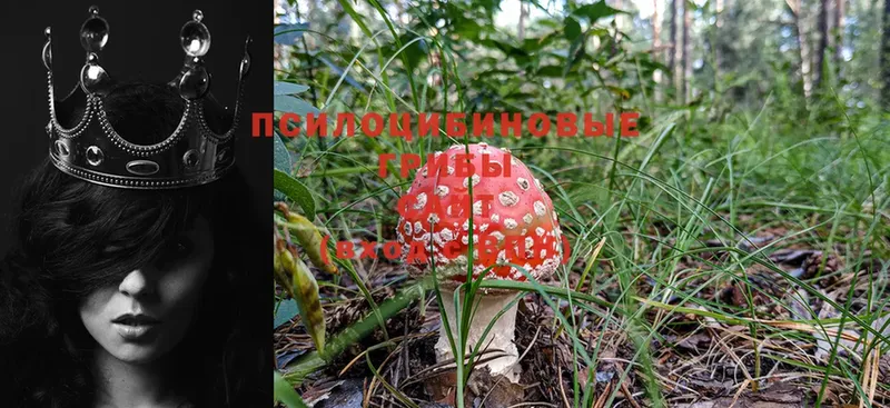 купить наркотик  Волгореченск  Псилоцибиновые грибы Psilocybe 